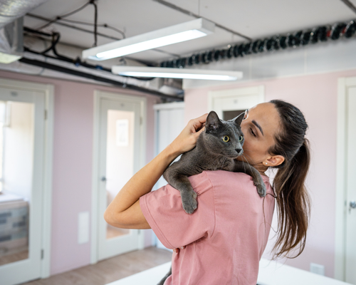 İstanbul kedi oteli konfor alanı