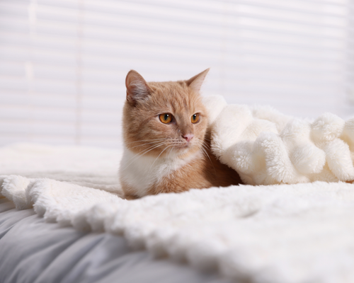 İstanbul kedi oteli sosyal oda