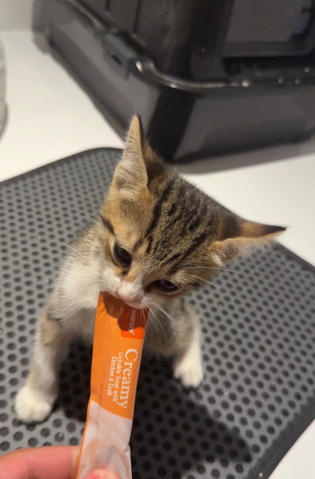Yavru Kedi Bakımı
